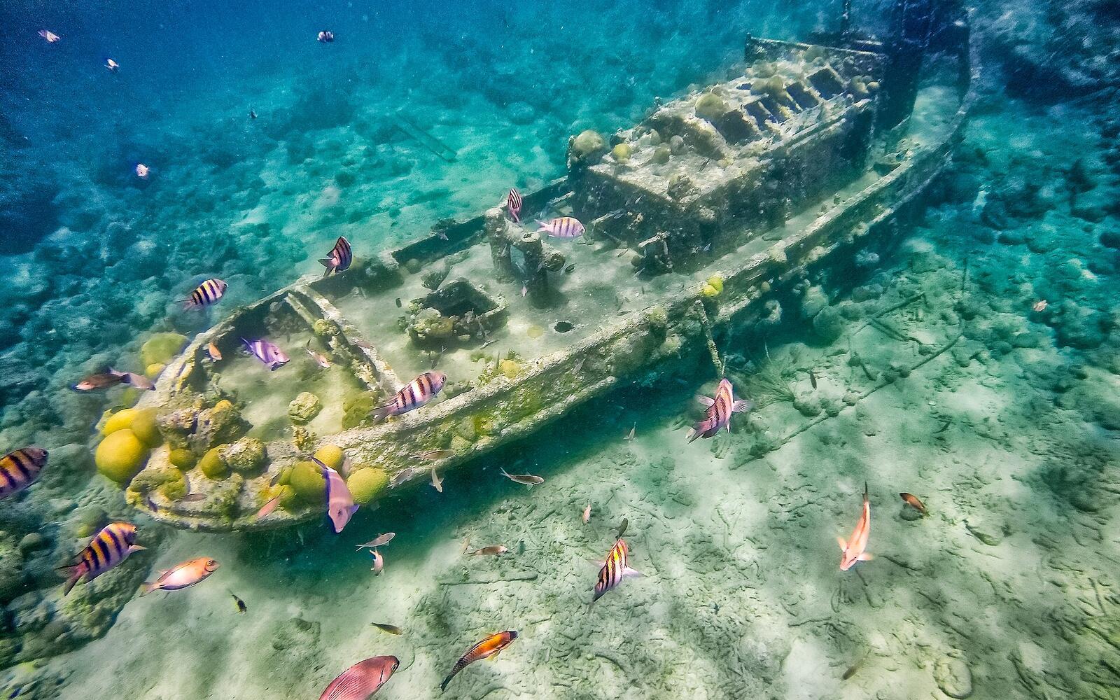 Tugboat wreck snorkel trip
